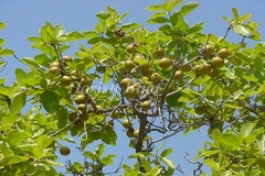 Diospyros montana